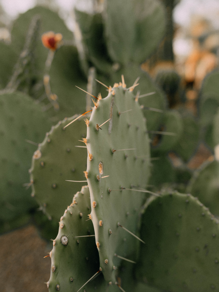 Salvage and Story Vintage Antique Found Goods Arizona